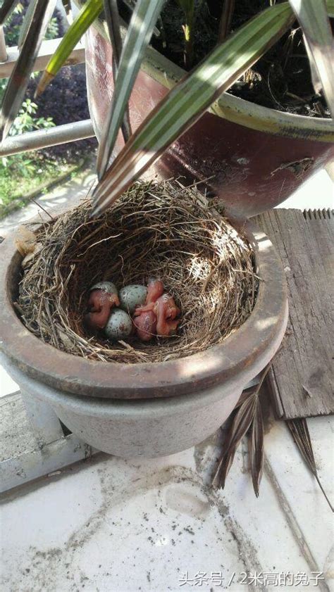 陽台有鳥築巢|【鳥在陽台築巢怎麼辦】鳥兒築巢霸佔陽台？不用傷牠們就能輕鬆。